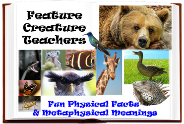 Feature Creature Teachers