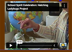 Hatching Ladybugs